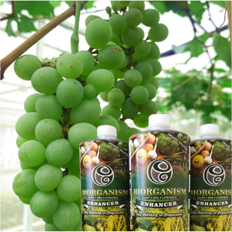 Agricultural Biotechnology